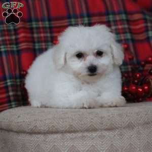 Gracie, Bichon Frise Puppy